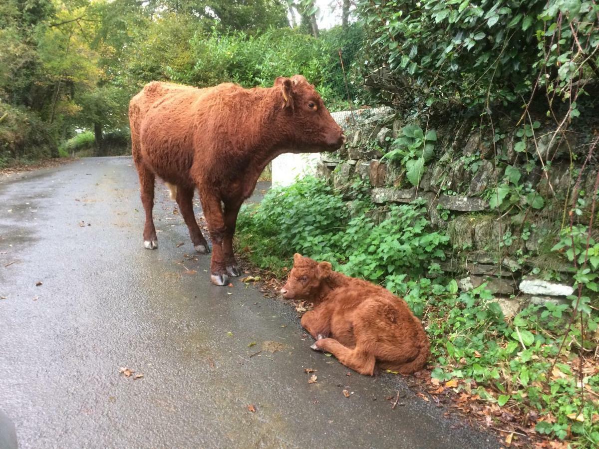 Oak Lodge Tavistock  Dış mekan fotoğraf